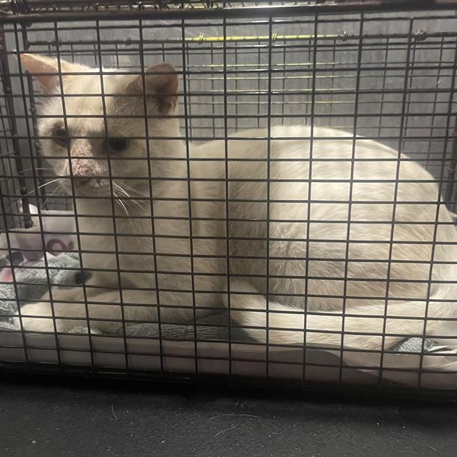 Shelter Stray Male Cat last seen Near BLOCK OF COCONINO DR, 4710 TX-151, San Antonio, TX 78227, USA