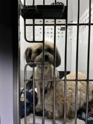 Shelter Stray Female Dog last seen Near BRIDGETOWN LOOP, SPARKS NV 89436, 2825 Longley Ln Suite A, Reno, NV 89502, USA