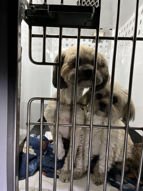 Shelter Stray Female Dog last seen Near BRIDGETOWN LOOP, SPARKS NV 89436, 2825 Longley Ln Suite A, Reno, NV 89502, USA