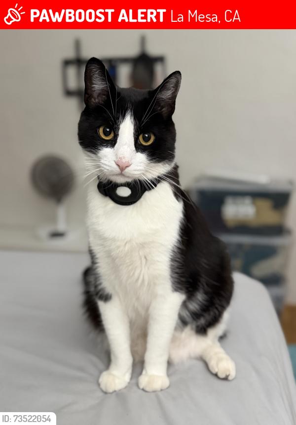 Lost Male Cat last seen Bancroft & Tropico, La Mesa, CA 91941