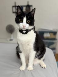 Lost Male Cat last seen Bancroft & Tropico, La Mesa, CA 91941