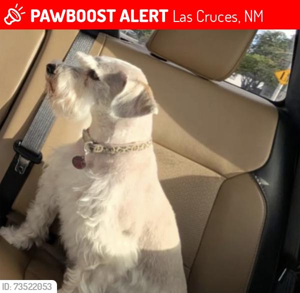 Lost Female Dog last seen Engler/Mesa Grande, Las Cruces, NM 88012