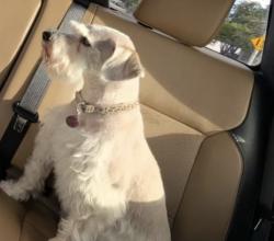 Lost Female Dog last seen Engler/Mesa Grande, Las Cruces, NM 88012