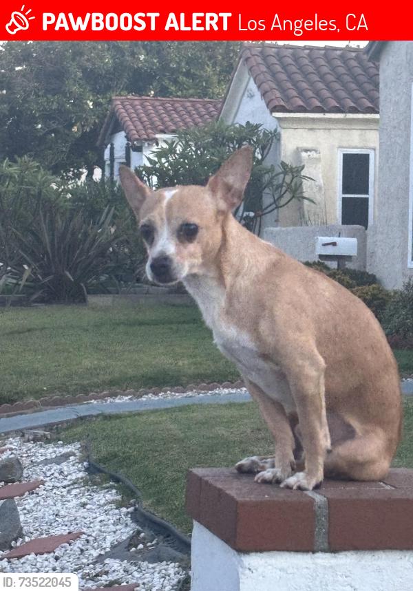 Lost Male Dog last seen 81st and St.Andrews, Los Angeles, CA 90047