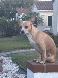 Lost Male Dog last seen 81st and St.Andrews, Los Angeles, CA 90047