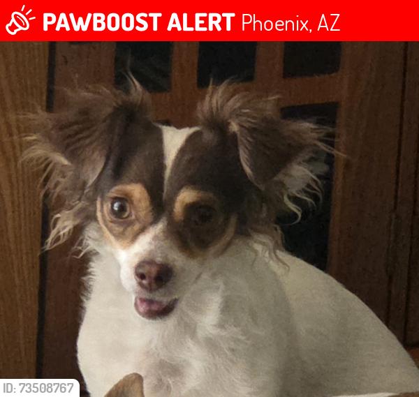 Lost Female Dog last seen 12th Ave and highland, Phoenix, AZ 85013