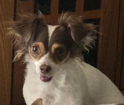 Lost Female Dog last seen 12th Ave and highland, Phoenix, AZ 85013