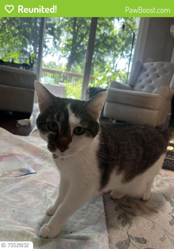 Reunited Female Cat last seen 91st and Sheridan, Tulsa, OK 74137