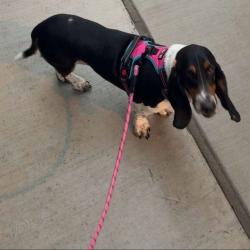 Reunited Female Dog last seen 103rd Street and 74th Avenue, Palos Hills, IL 60465