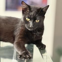 Reunited Female Cat last seen Hinge park, Vancouver, BC V5Y 0K2