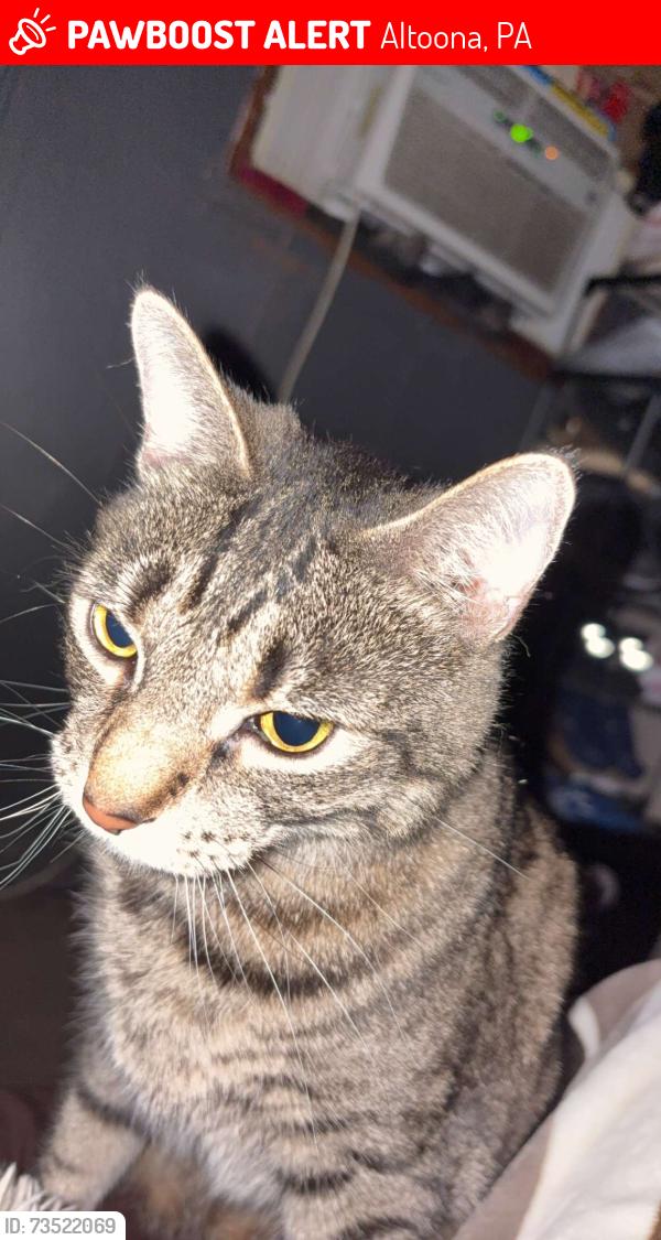 Lost Male Cat last seen E 4th ave Altoona pa, Altoona, PA 16602