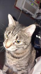 Lost Male Cat last seen E 4th ave Altoona pa, Altoona, PA 16602