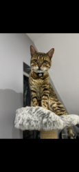 Lost Male Cat last seen Coity pub, , Wales CF31
