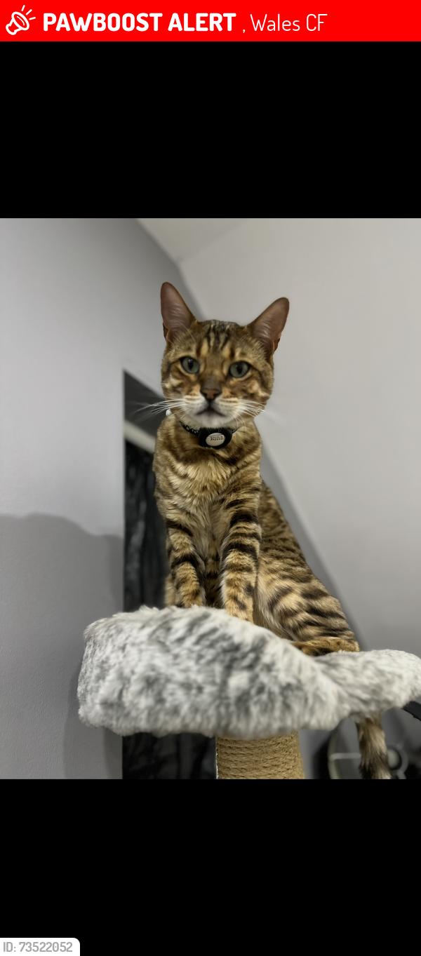 Lost Male Cat last seen Coity pub, , Wales CF31