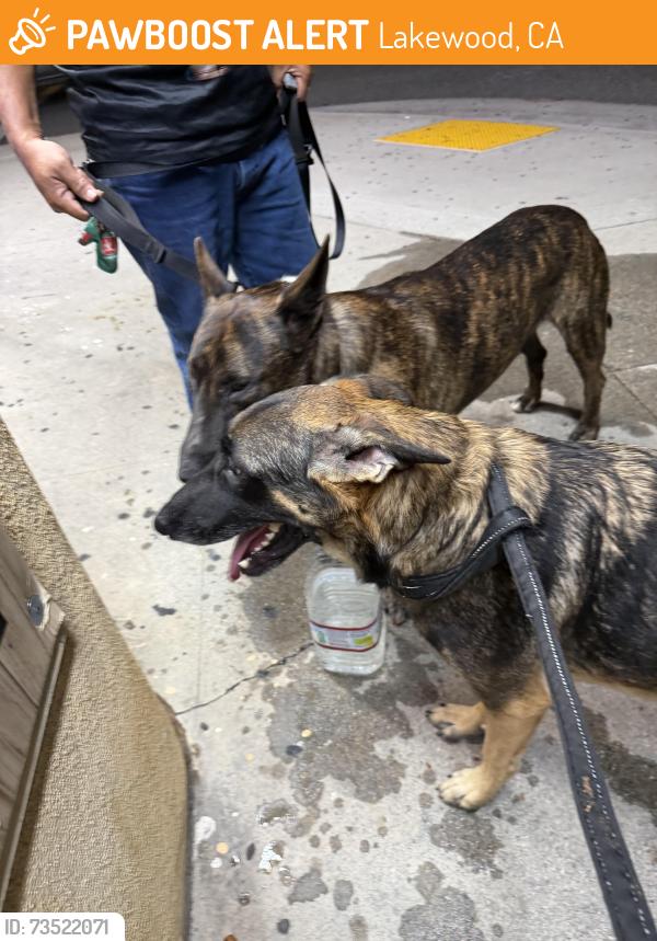 Found/Stray Female Dog last seen Bellflower and south st, Lakewood, CA 90713