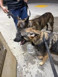 Found/Stray Female Dog last seen Bellflower and south st, Lakewood, CA 90713