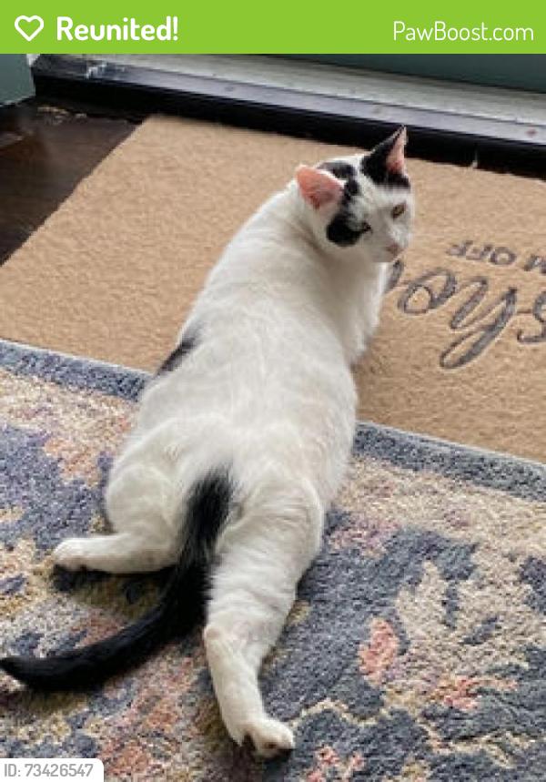 Reunited Male Cat last seen Carlisle/ National / Creedmore, Richmond, VA 23231
