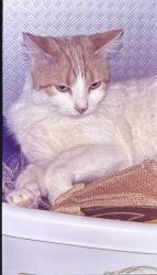 Lost Female Cat last seen White street and Clinton ave, Huntsville, AL 35801