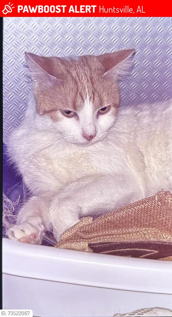 Lost Female Cat last seen White street and Clinton ave, Huntsville, AL 35801