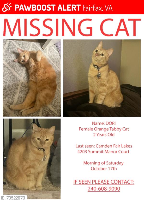 Lost Female Cat last seen Summit manor ct Fairfax 22033, Fairfax, VA 22033