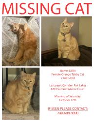 Lost Female Cat last seen Summit manor ct Fairfax 22033, Fairfax, VA 22033