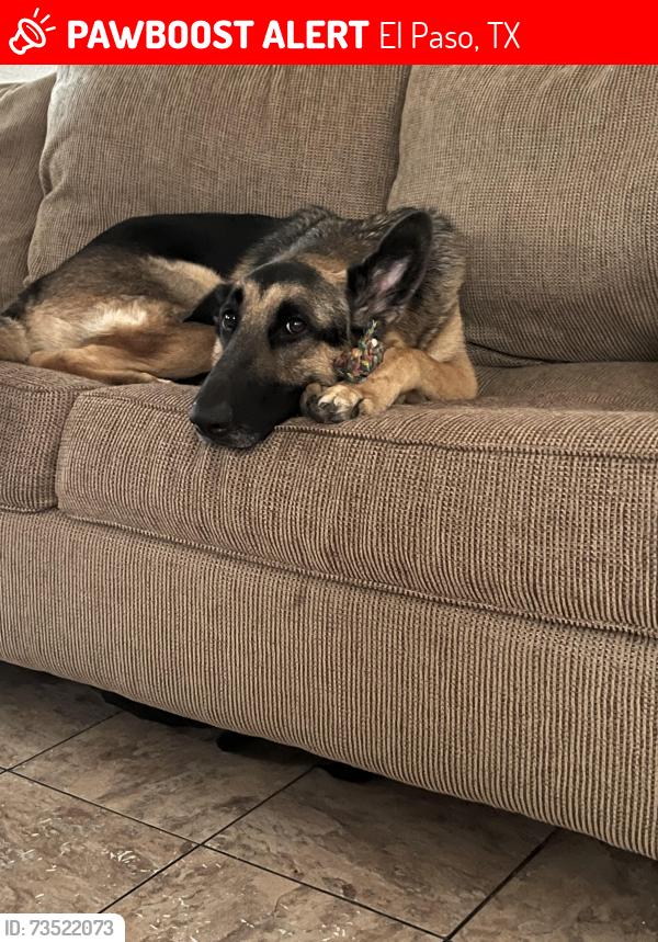 Lost Male Dog last seen Dyer, El Paso, TX 79924