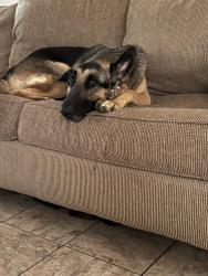 Lost Male Dog last seen Dyer, El Paso, TX 79924