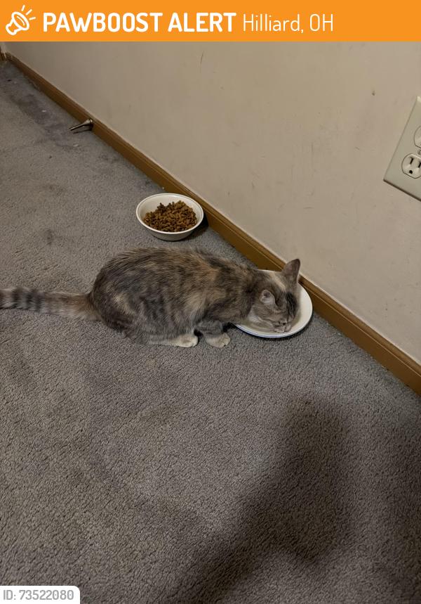 Found/Stray Female Cat last seen Renner rd, Hilliard, OH 43026