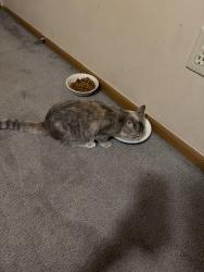Found/Stray Female Cat last seen Renner rd, Hilliard, OH 43026