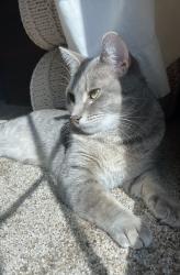 Reunited Female Cat last seen Fenton Rd & Cook Rd, Grand Blanc, MI 48439