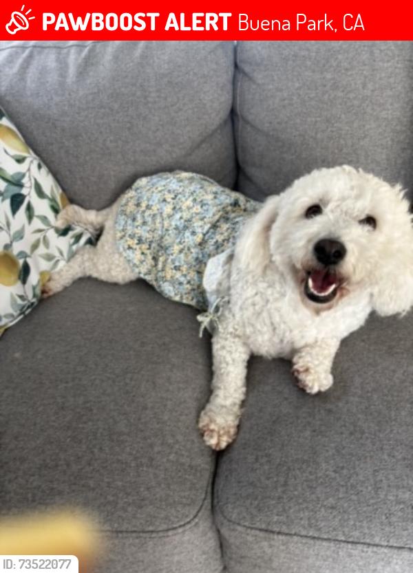 Lost Female Dog last seen Alondra, Buena Park, CA 90621