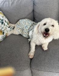 Lost Female Dog last seen Alondra, Buena Park, CA 90621