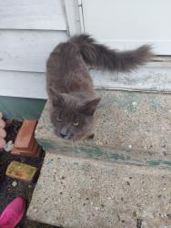 Found/Stray Female Cat last seen Sheridan & Washington, South Bend, IN, South Bend, IN 46619