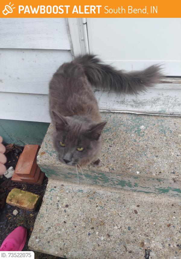 Found/Stray Female Cat last seen Sheridan & Washington, South Bend, IN, South Bend, IN 46619