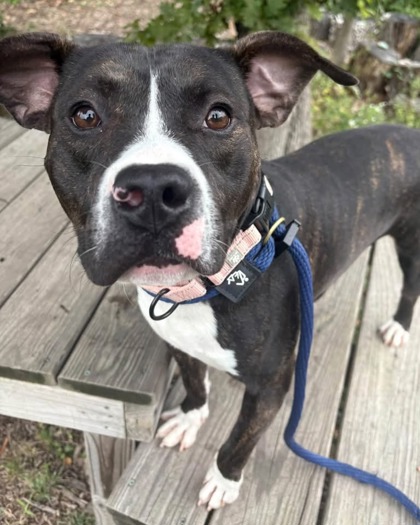 Shelter Stray Male Dog last seen Near Bryant ave, 21217, MD, 2490 Giles Rd, Baltimore, MD 21225, USA