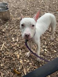 Shelter Stray Male Dog last seen Near E. Ponce De Leon Ave M Stone Mountain, 30083, 30083, GA, 3280 Chamblee Dunwoody Rd, Chamblee, GA 30341, USA