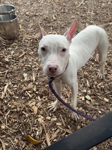 Shelter Stray Male Dog last seen Near E. Ponce De Leon Ave M Stone Mountain, 30083, 30083, GA, 3280 Chamblee Dunwoody Rd, Chamblee, GA 30341, USA