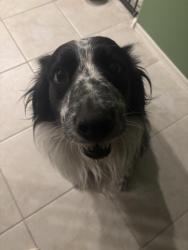 Reunited Male Dog last seen Ripple Rd, Buckeye, AZ 85236