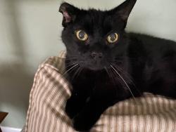 Lost Female Cat last seen Leanne street near Eddystone in the Village at Rivers Edge., Reading, PA 19605
