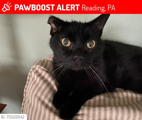 Lost Female Cat last seen Leanne street near Eddystone in the Village at Rivers Edge., Reading, PA 19605