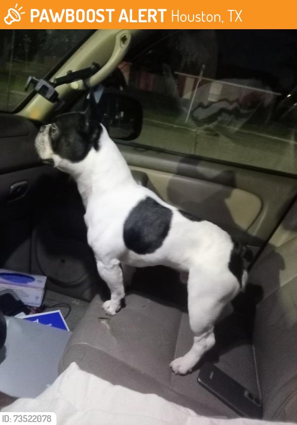 Found/Stray Male Dog last seen Mission Bend South and Bellaire Rd, Houston, TX 77083