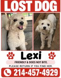 Lost Female Dog last seen Sublett road, Arlington, TX 76018