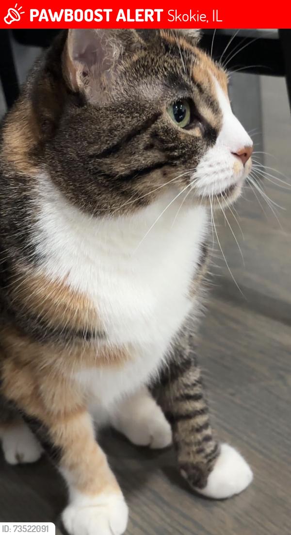 Lost Female Cat last seen Dempster or grosspoint, Skokie, IL 60077