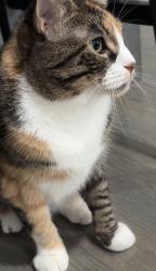 Lost Female Cat last seen Dempster or grosspoint, Skokie, IL 60077