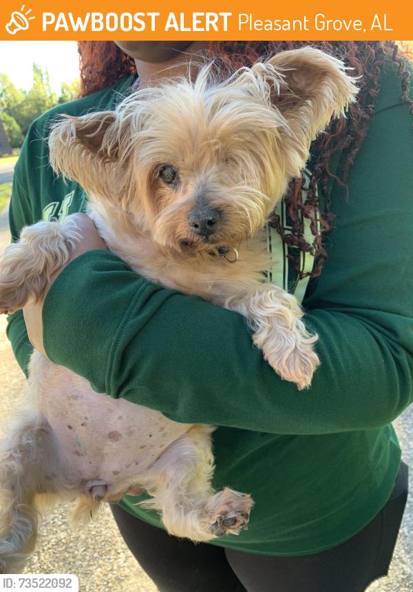 Found/Stray Unknown Dog last seen 2nd Pl, Pleasant Grove, AL 35127