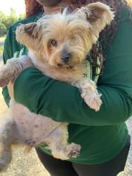 Found/Stray Unknown Dog last seen 2nd Pl, Pleasant Grove, AL 35127