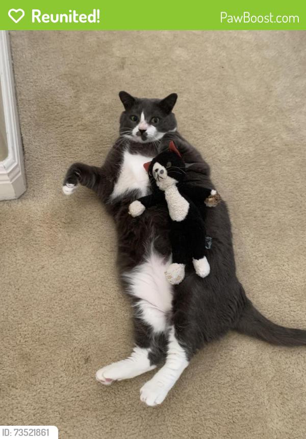 Reunited Male Cat last seen Near Medallion Bluff Ln, Orlando, FL 32829