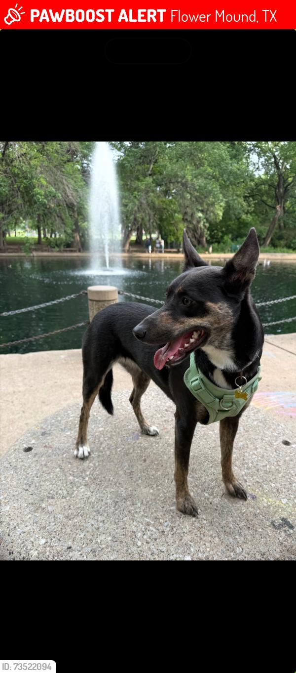 Lost Female Dog last seen Hugo court, Flower Mound, TX 75022