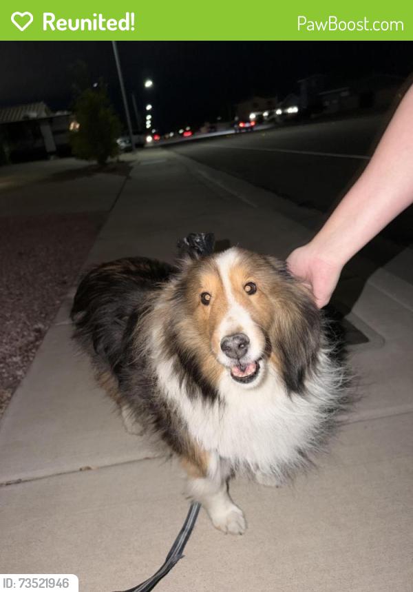 Reunited Male Dog last seen Appaloosa and sundown, Henderson, NV 89002