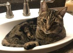 Reunited Male Cat last seen Hillcrest and saddle ridge, Medford, OR 97504